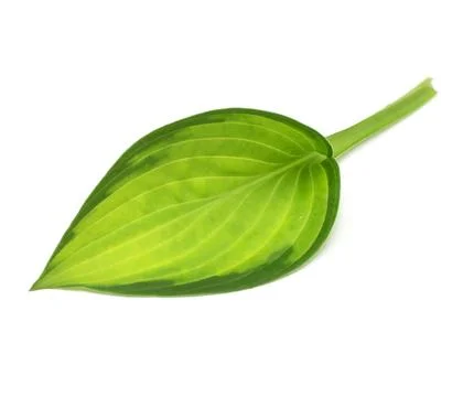 Leaf hosta isolated on white background. Flat lay, top view Stock Photos