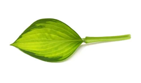 Leaf hosta isolated on white background. Flat lay, top view Stock Photos