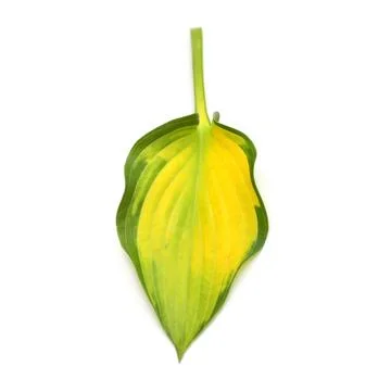 Leaf hosta isolated on white background. Flat lay, top view Stock Photos