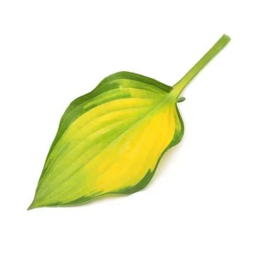 Leaf hosta isolated on white background. Flat lay, top view Stock Photos