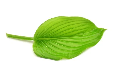 Leaf hosta isolated on white background. Flat lay, top view Stock Photos