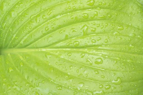 Leaf hosts with raindrops close up as background Stock-Fotos