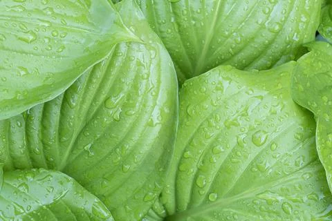 Leaf hosts with raindrops close up as background Photos