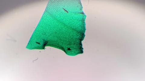 Leaf of hydrilla verticillata in longitudinal section under microscope 40x on Stock Footage 220597067