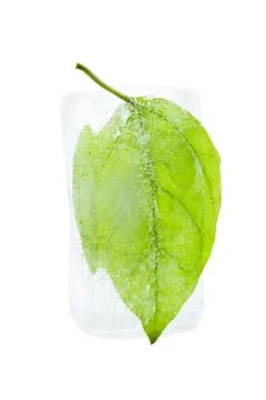Leaf in ice cube Stock Photos