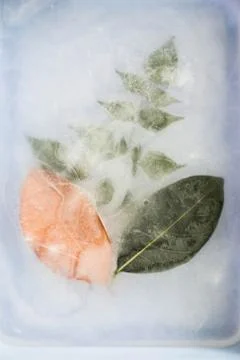 Leaf in ice Stock Photos