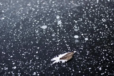 Leaf on the ice. Stock Photos