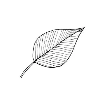 Leaf icon isolated Stock Illustration