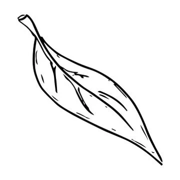 Leaf icon. Vector illustration of a leaf. Hand drawn  tree leaf. Stock Illustration