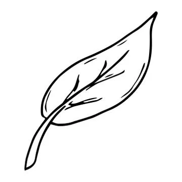 Leaf icon. Vector illustration of a leaf. Hand drawn  tree leaf. Stock Illustration