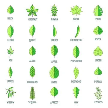 Leaf icons set vector color Stock Illustration