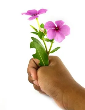 Leaf idea isolated on white background Stock Photos