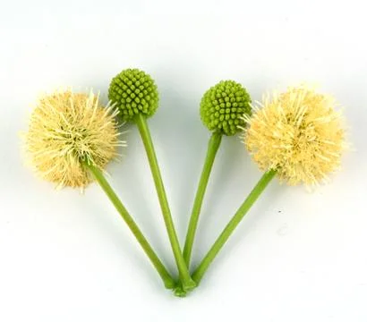 Leaf idea isolated on white background Stock Photos