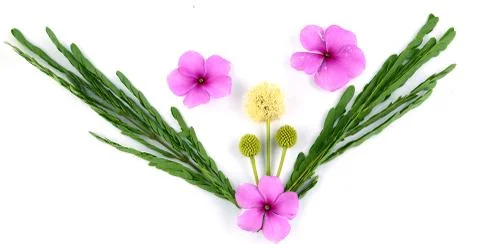 Leaf idea isolated on white background Stock Photos