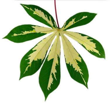 Leaf idea isolated on white background Stock Photos