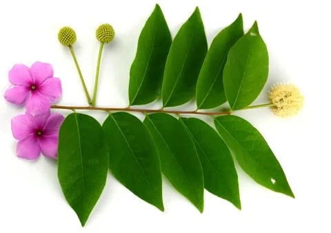 Leaf idea isolated on white background Stock Photos