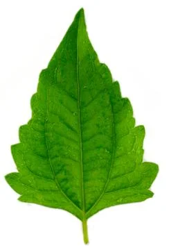 Leaf idea isolated on white background Stock Photos