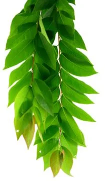 Leaf idea isolated on white background Stock Photos