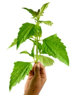 Leaf idea isolated on white background Stock Photos