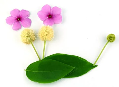 Leaf idea isolated on white background Stock Photos