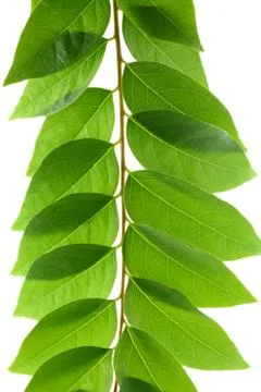 Leaf idea isolated on white background Stock Photos