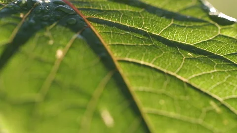 Leaf, illuminated leaves Stock Footage 161889158