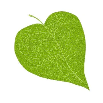 Leaf Stock Illustration