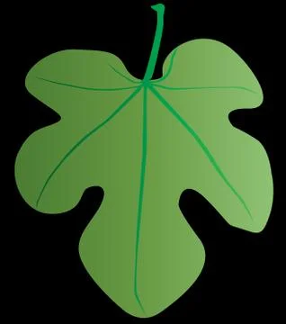 Leaf Stock Illustration