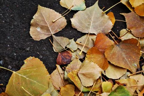 Leaf Stock Illustration