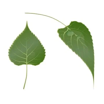 Leaf Stock Illustration