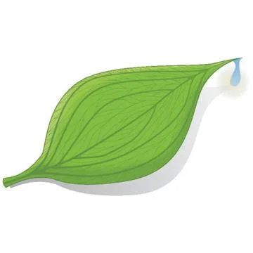 Leaf Stock Illustration