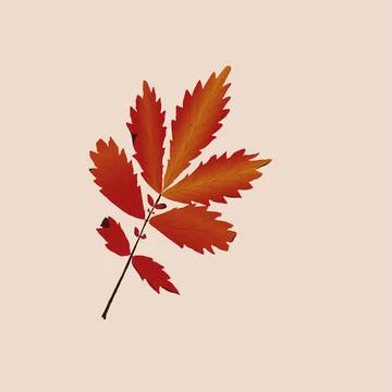 Leaf Stock Illustration