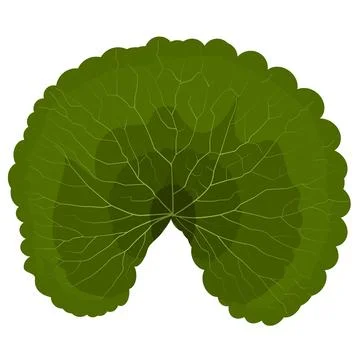 Leaf Stock Illustration