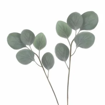 Leaf illustration Stock Illustration