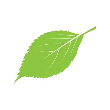 A Leaf Illustration Stock Illustration