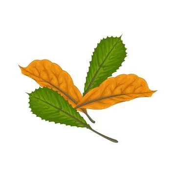Leaf Illustration Stock Illustration