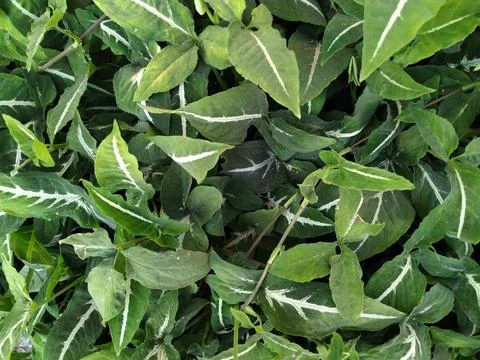 Leaf Image 2 Stock Photos