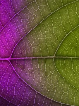 Leaf image that can be used as texture Stock Photos