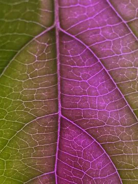Leaf image that can be used as texture Stock Photos