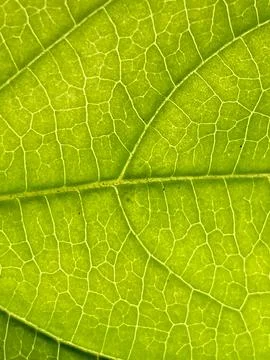 Leaf image that can be used as texture Stock Photos