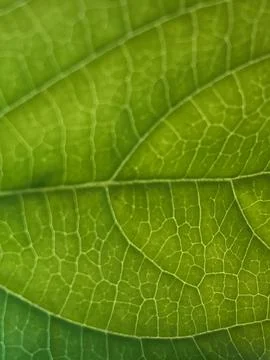 Leaf image that can be used as texture Stock Photos