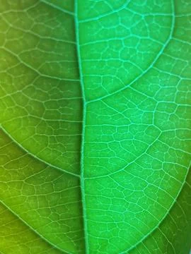 Leaf image that can be used as texture Stock Photos