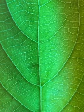 Leaf image that can be used as texture Stock Photos