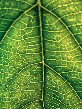 Leaf image that can be used as texture Stock Photos