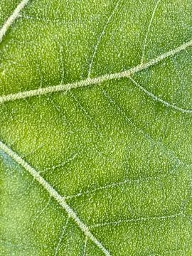 Leaf image that can be used as texture Stock Photos