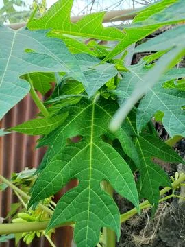 Leaf image Stock Photos