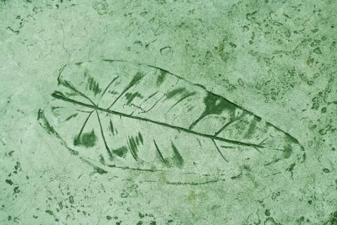 Leaf impression in a cement green sidewalk Stock-Fotos