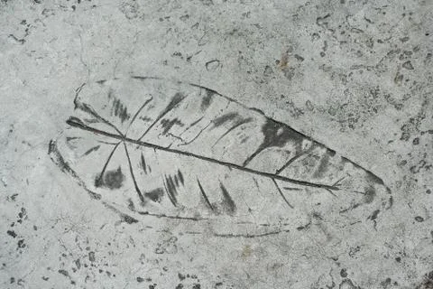 Leaf impression in a cement sidewalk Stock Photos