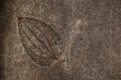 Leaf imprint on cement texture background Fotos Stock