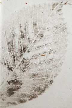 Leaf imprint on a white background 写真素材